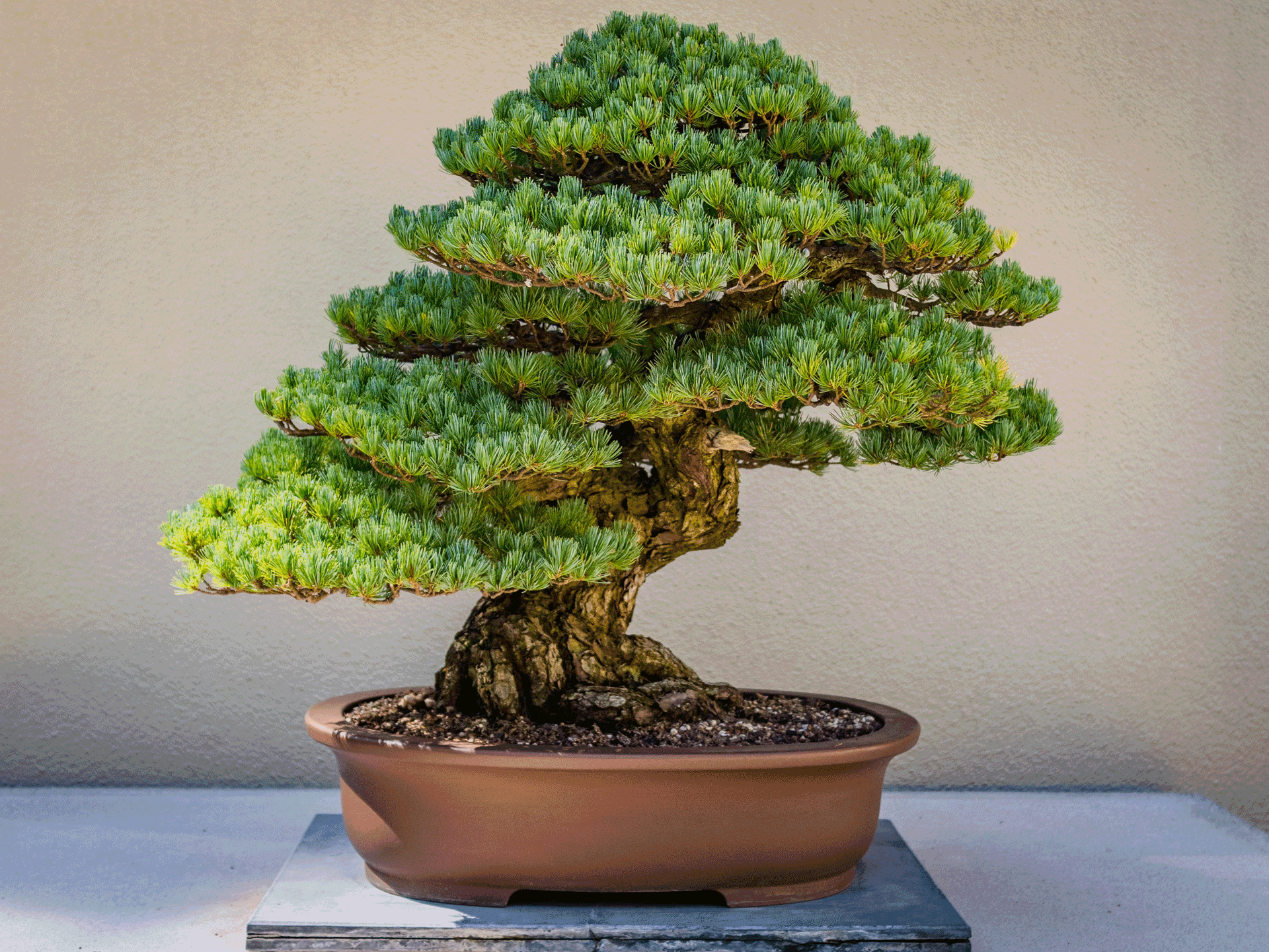 Die Kunst des Bonsai - Schnheit braucht Zeit