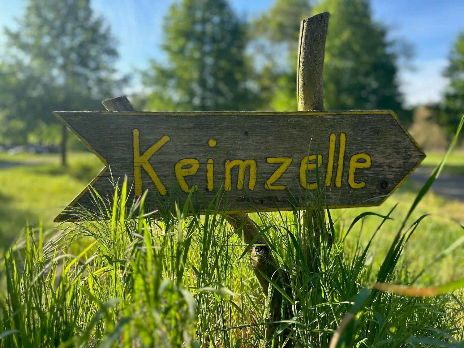 Über sturen Dill und die Frage: Warum gibt es Hunger?, Interview Keimzelle, Saatgut Gärtnerei, Brandenburg, Priegnitz, Berlin, ökologische Saatgut kaufen, alte Gemüsesorten, alte Tomatensorten, Blumensamen, Kräutersamen