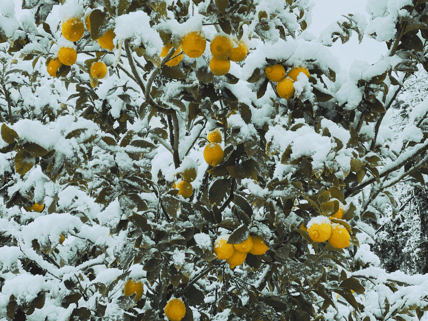 Rezept: Zitronenglühwein, Gäste einladen, Drink, Idee, Winter, Weihnachten, Amalfi, ohne Alkohol, alkoholfrei, Mocktail, Cocktail