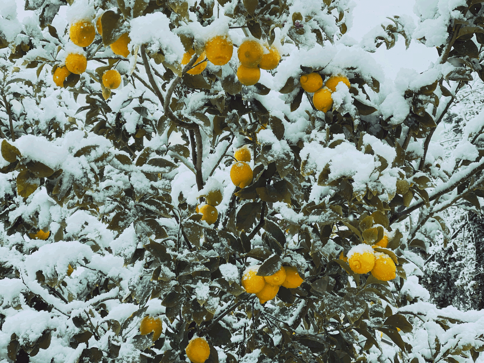 Rezept: Zitronenglühwein, Gäste einladen, Drink, Idee, Winter, Weihnachten, Amalfi, ohne Alkohol, alkoholfrei, Mocktail, Cocktail