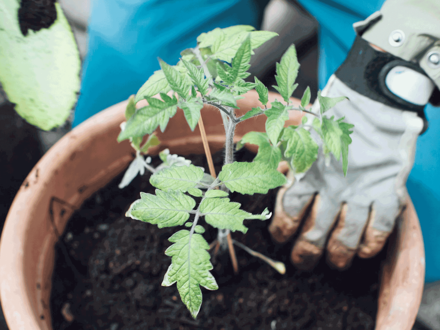 Tomaten auspflanzen im Gartenjahr â Zeitpunkt, Standortwahl und Pflegetipps fĂŒr gesunde Pflanzen und reiche Ernte