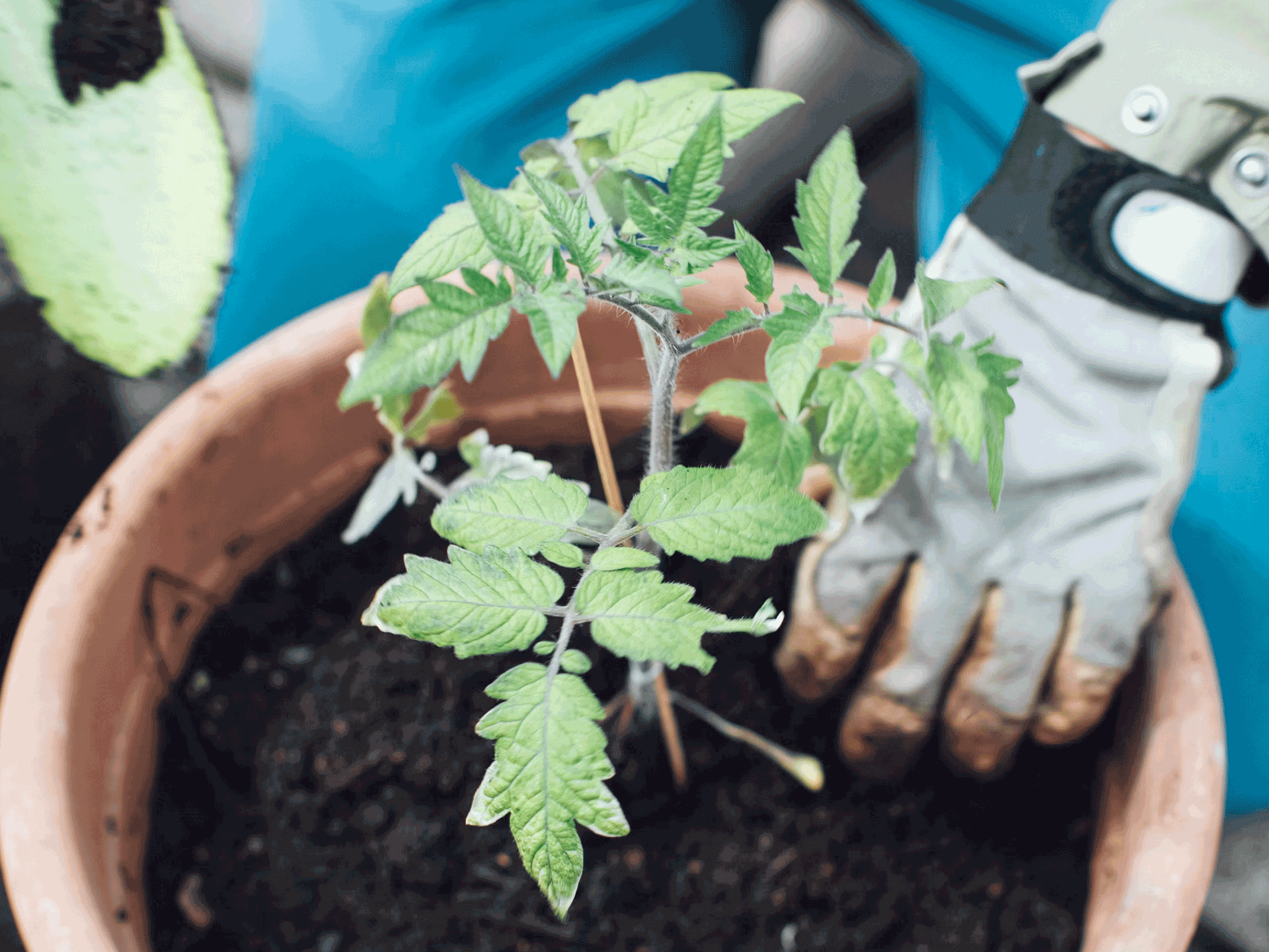 Tomaten auspflanzen im Gartenjahr – Zeitpunkt, Standortwahl und Pflegetipps für gesunde Pflanzen und reiche Ernte