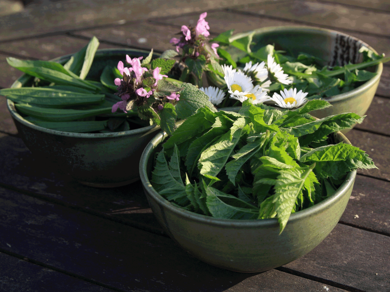 Rezept: Wildkräutersalat, Wildkräuter sammeln und essen, Pflanzenportraits, Gesundheit, Wandertag, Draussen in der Natur, kreativ in der Natur, umsonst und draussen