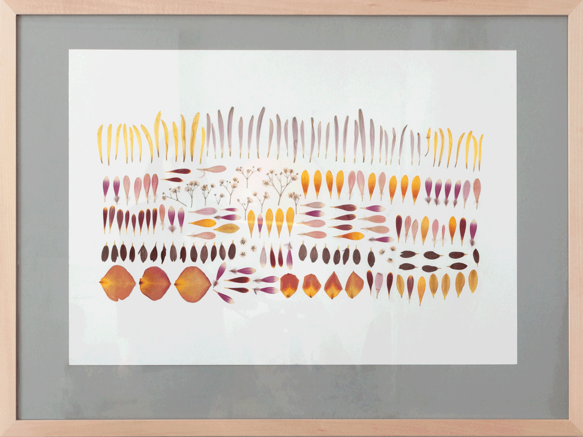 DIY Anleitung: Malen mit Blütenblättern, Pflanzen pressen, Blüten pressen, gepresste Blumen, Blumenbilder, Sommer, kreativ mit Kindern, kreativ im Sommer, kreativ im Urlaub