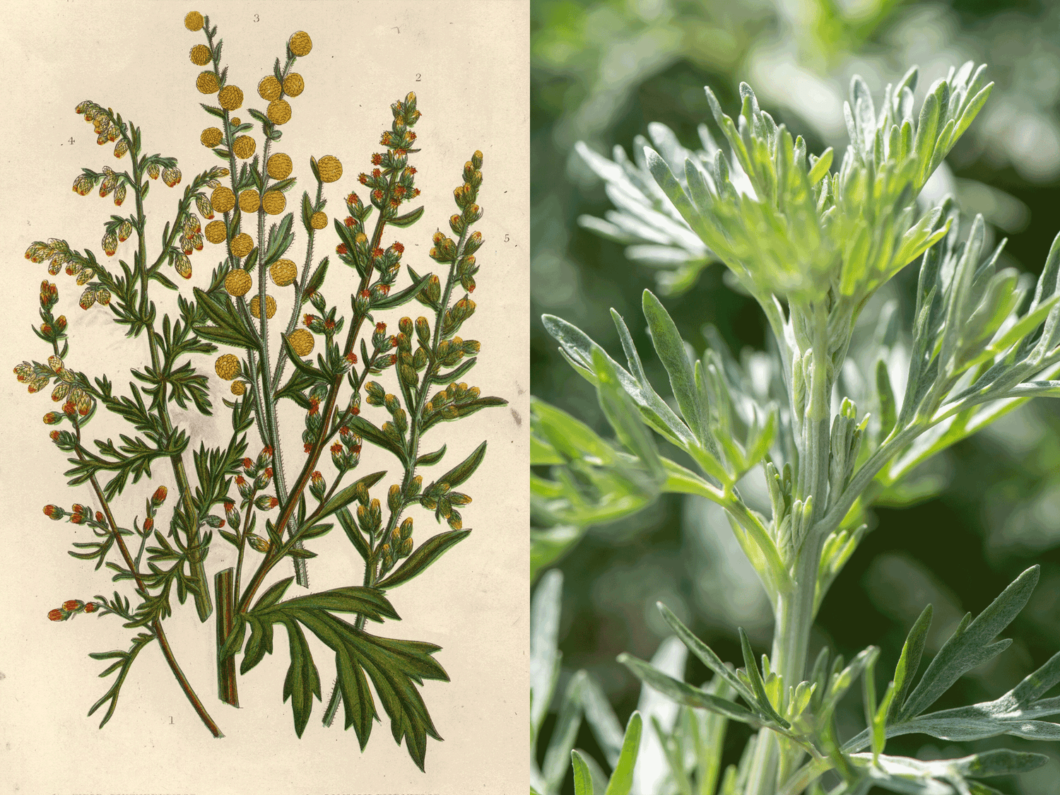 Was machen mit: Wermut? Hintergrundwissen, Ratgeber, Pflanzenportrait, Rezepte