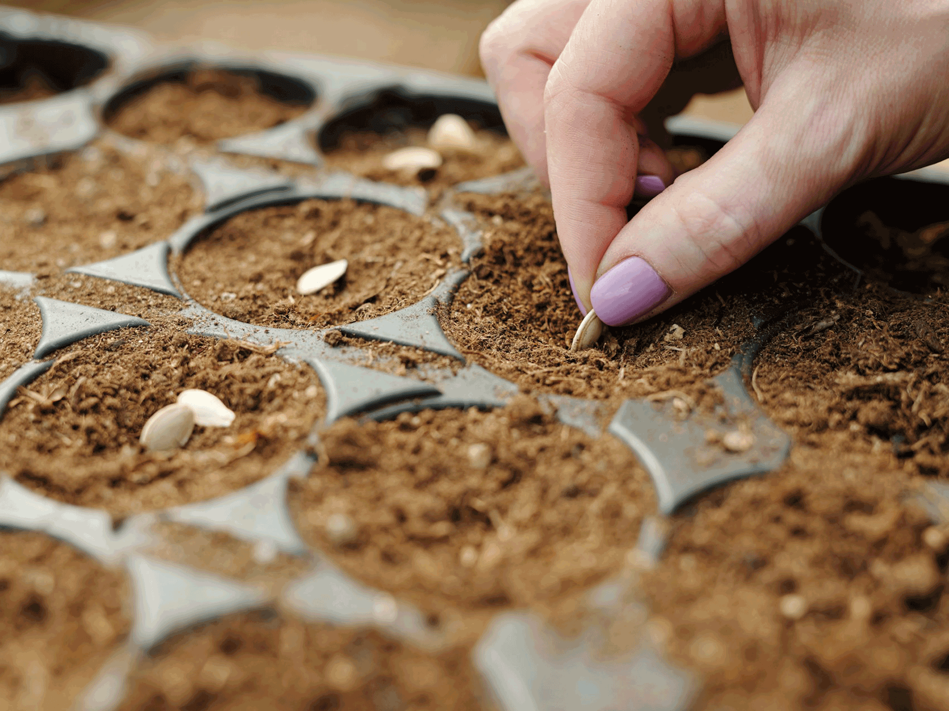 Nachhaltig gärtnern – alte Saatgut-Sorten erhalten für eine vielfältige Ernte im Gemüsegarten