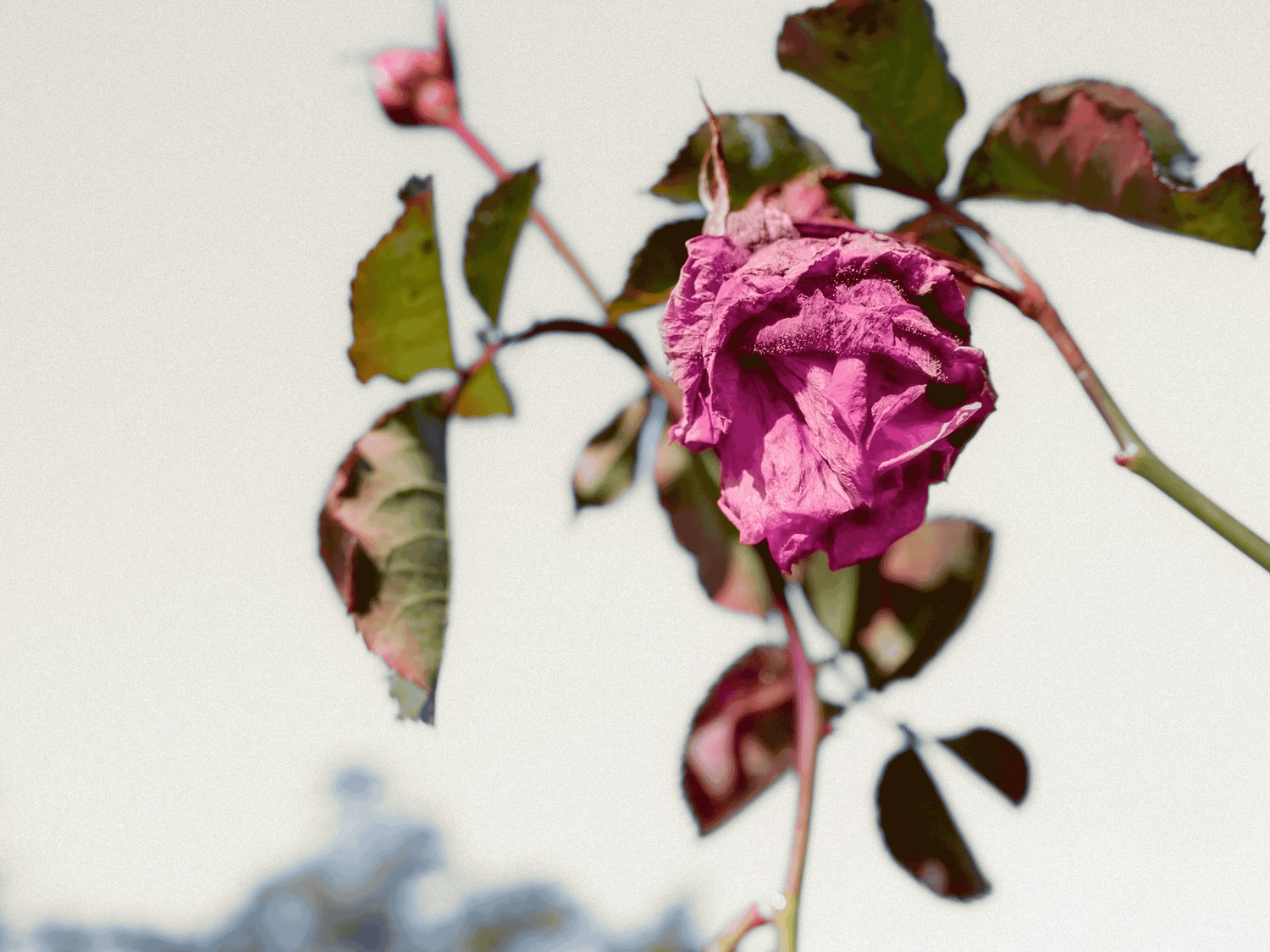 Wabi Sabi - über die Schönheit der Unvollkommenheit, Japan