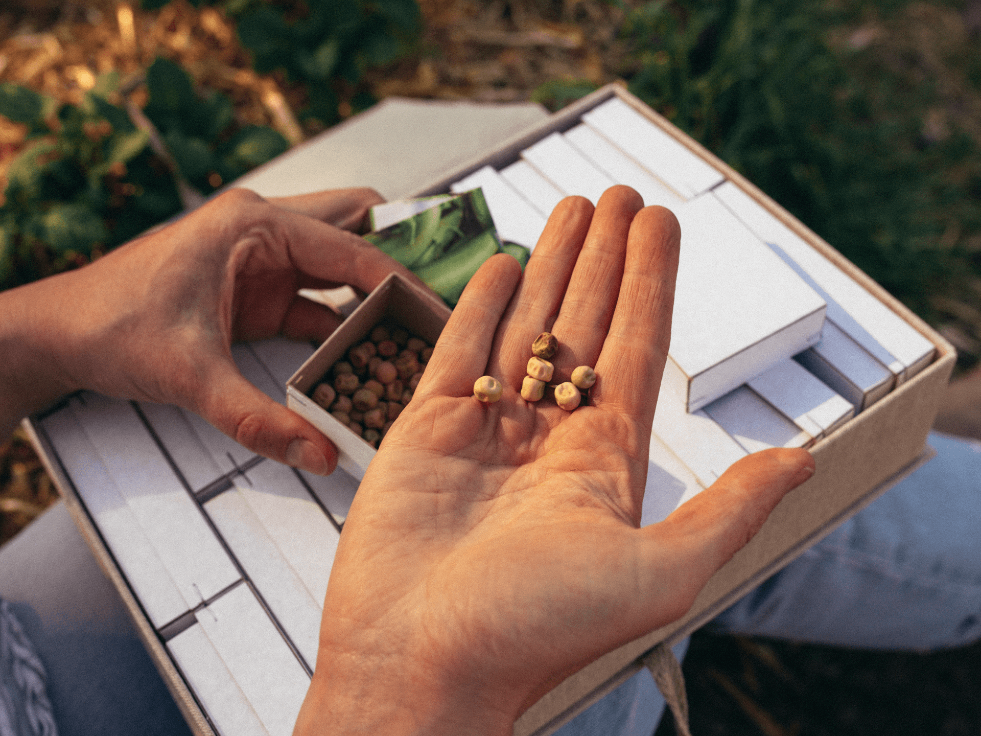Praktische Helfer: Deine handgemachte Saatgut-Box, Saatgut aufbewahren, Samen sortieren, schön verstaut, dein Gartenjahr, Samen pflücken und aufheben