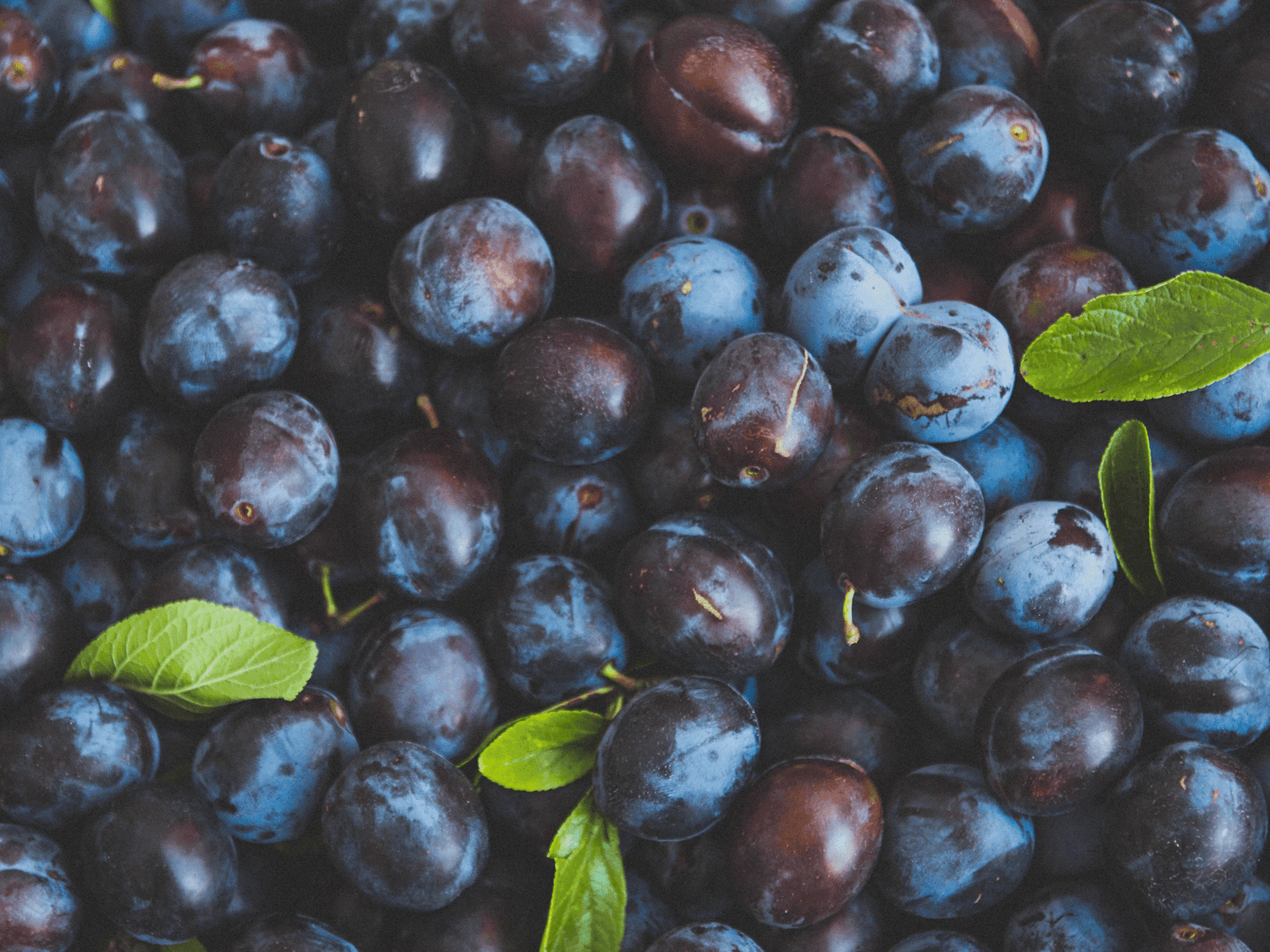Rezept für Schlesische Pflaumenknödel – traditionelles süßes Gericht aus Pflaumen und Knödelteig zum Selbermachen