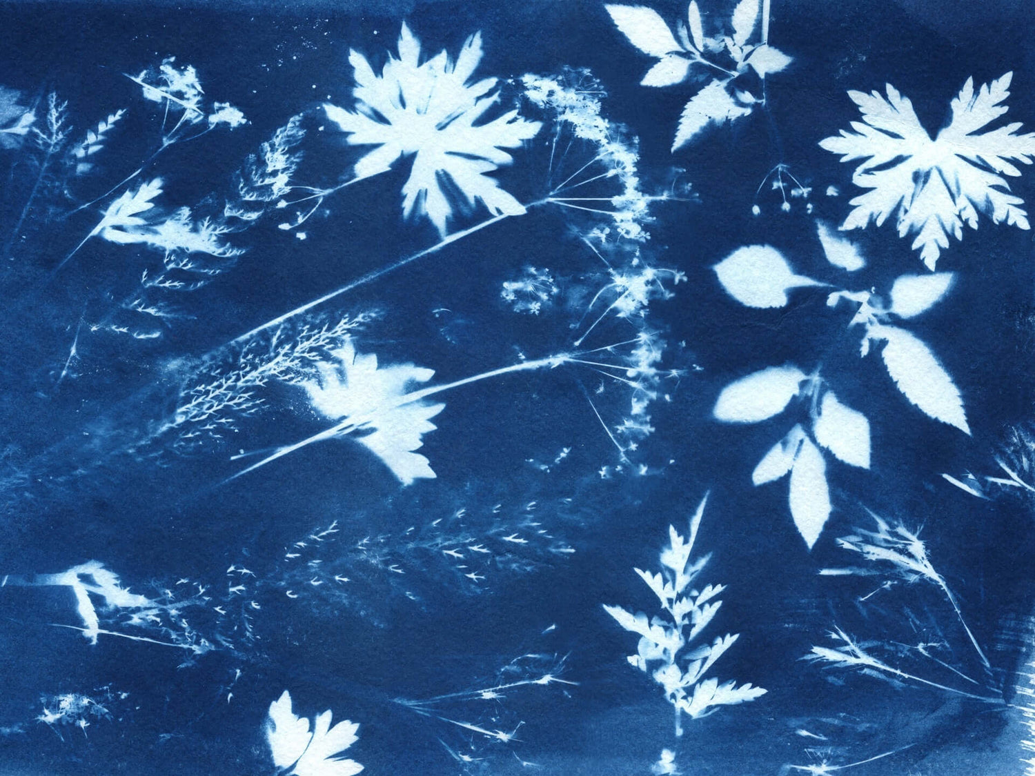 DIY-Anleitung: Cyanotypie - mit Sonne drucken