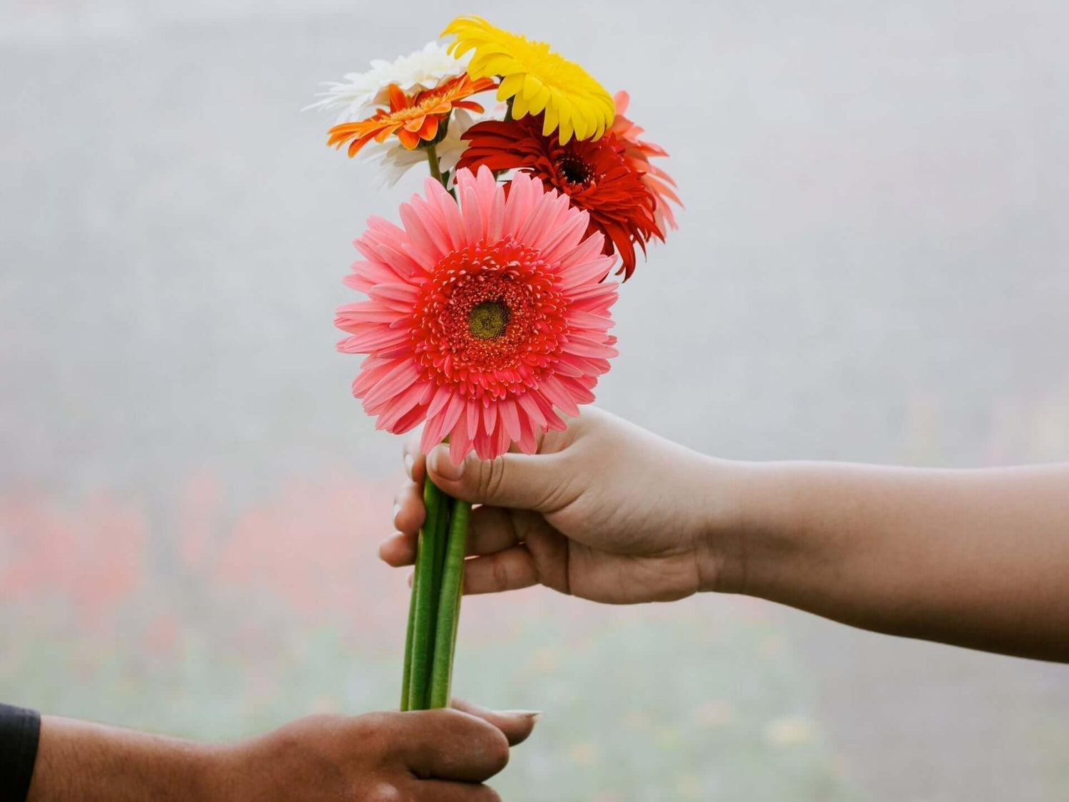Floriographie: Wie du mit Blüten Botschaften sendest
