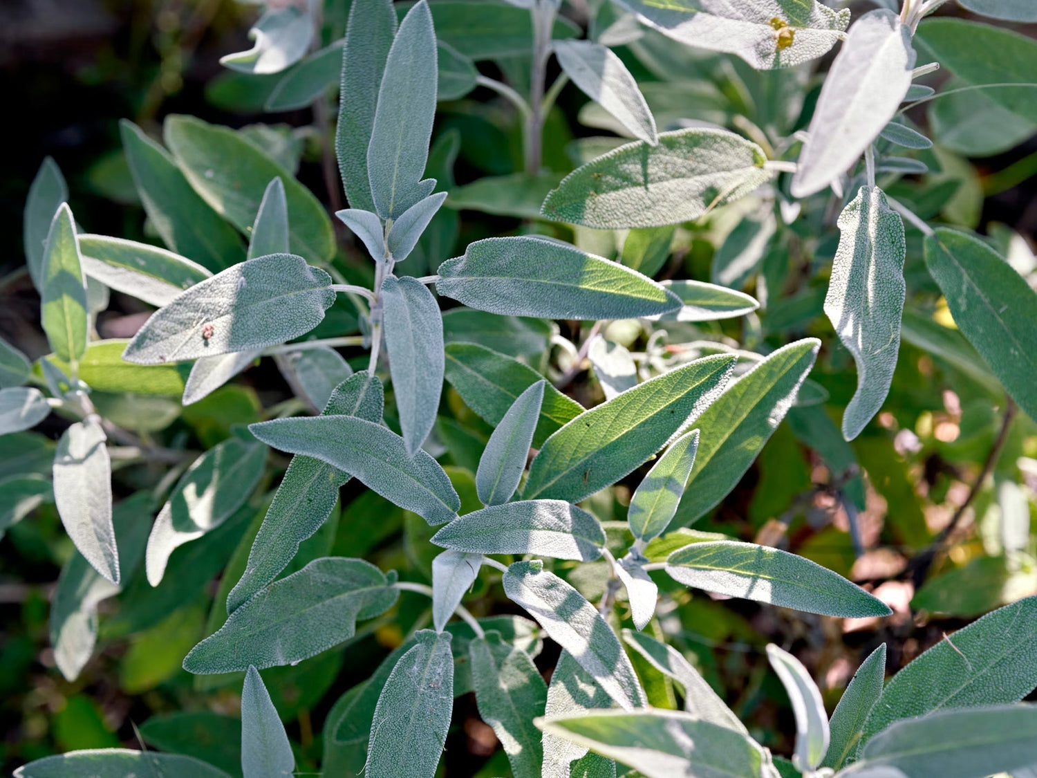 DIY Hausapotheke: Salbei