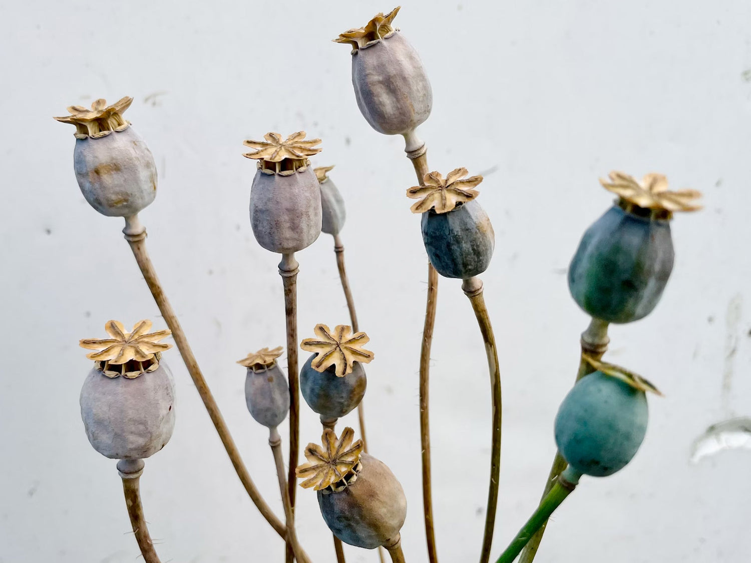 Durchs Gartenjahr: Saatguternte – für den Kreislauf im Garten