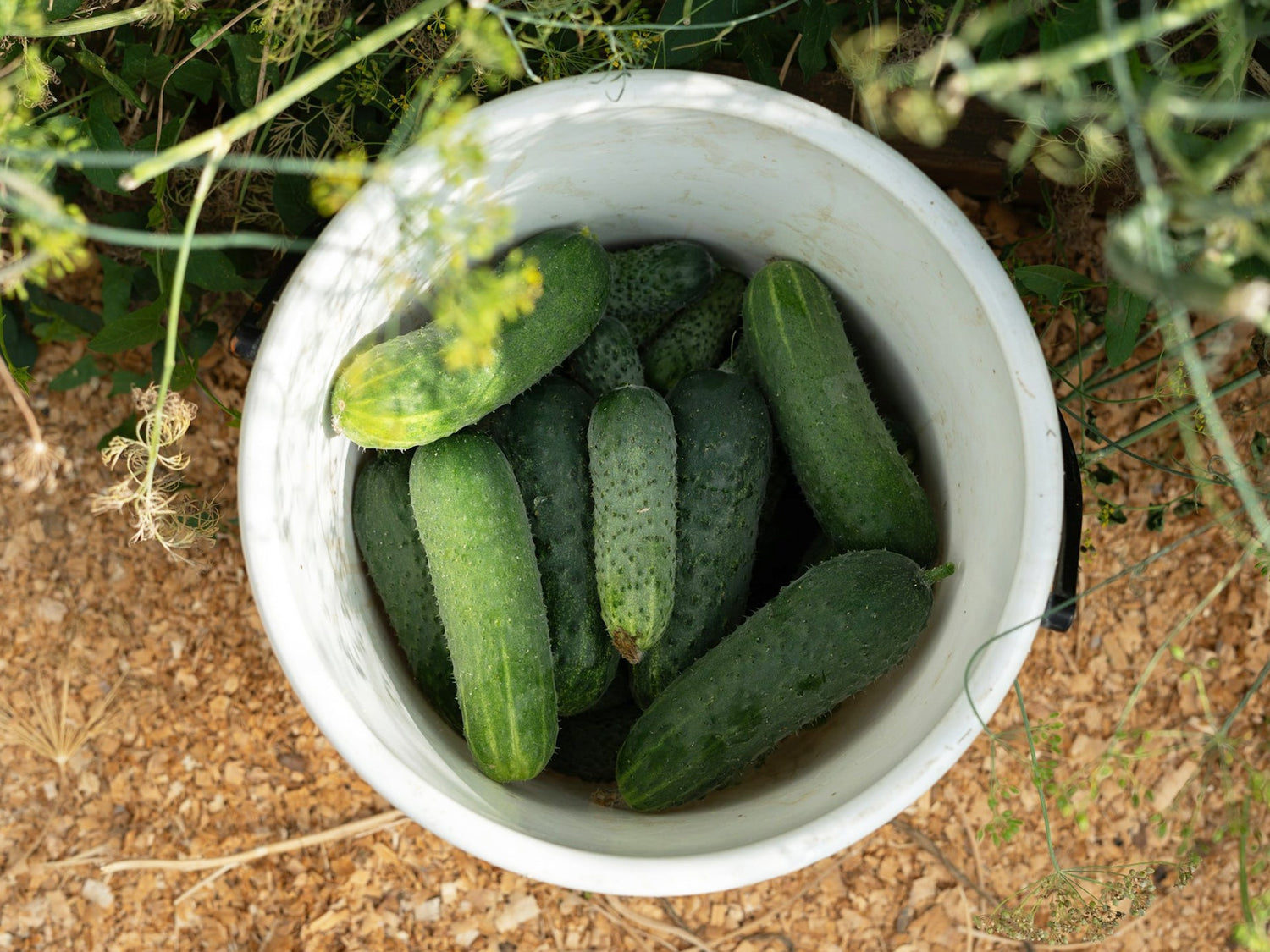 Von süß bis salzig: 5 Ideen, wie du Gurken einlegen kannst
