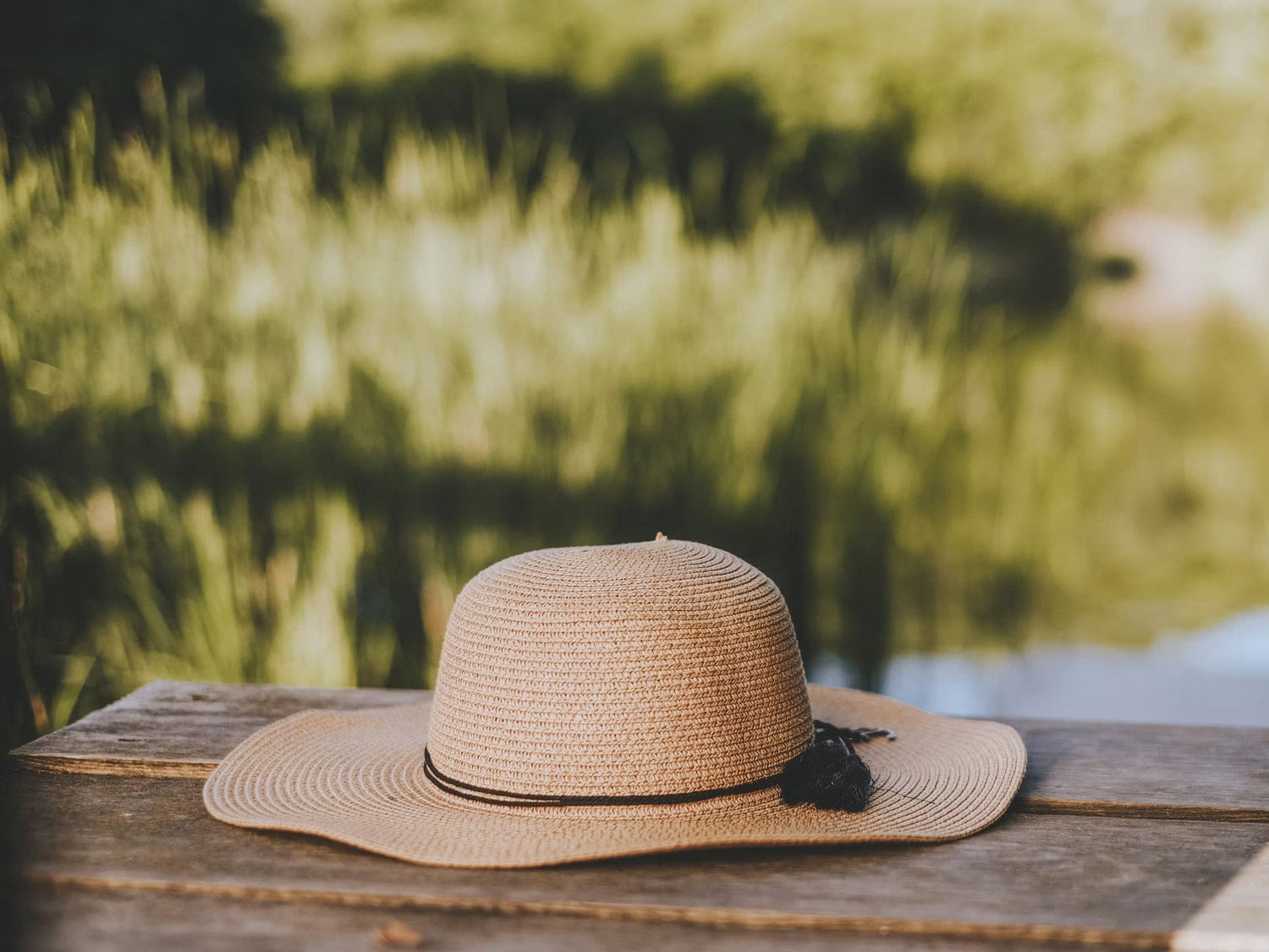 Sonnenhut retten: So bringst du ihn nach dem Sommer wieder in Form