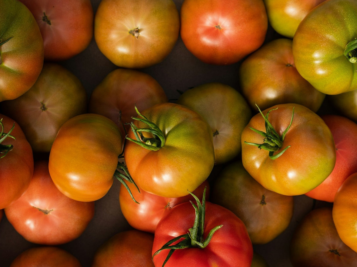Endlich Tomatenzeit! Ideen für kleine und große Ernten