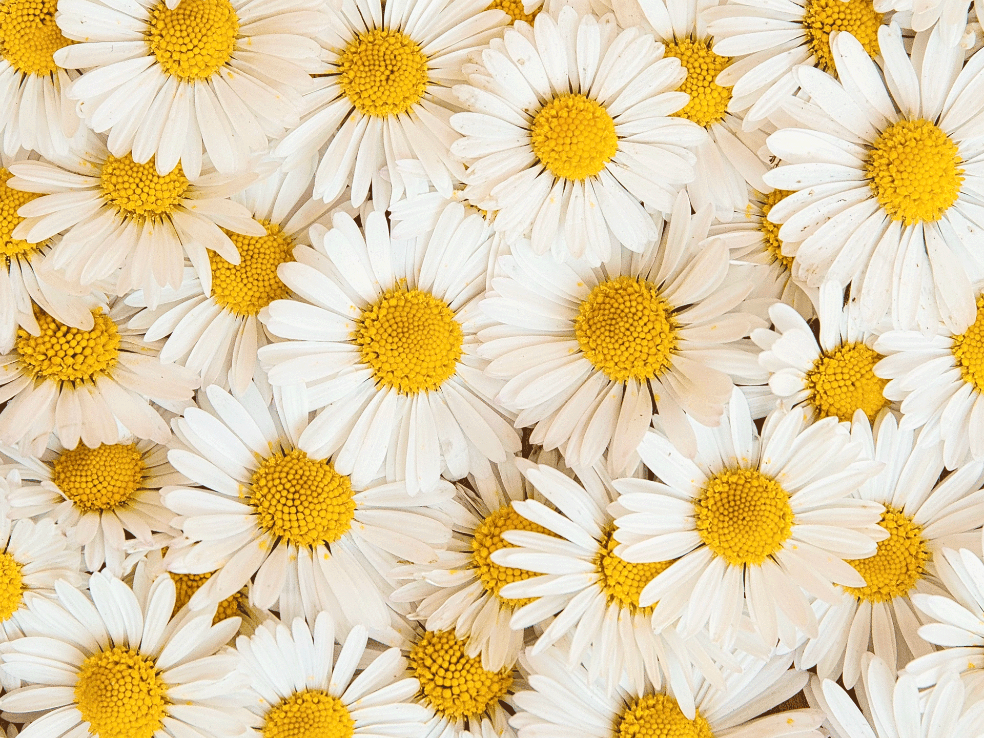 Durchs Gartenjahr: Essbare Blüten für deine Küche
