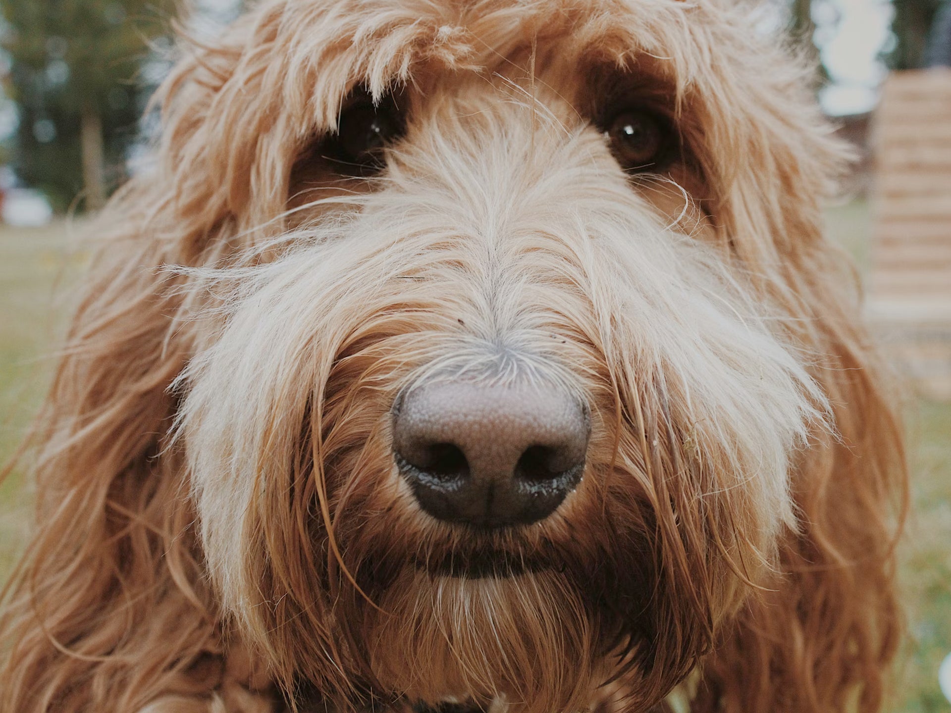 Chiengora: Wolle aus gekämmtem Hundefell