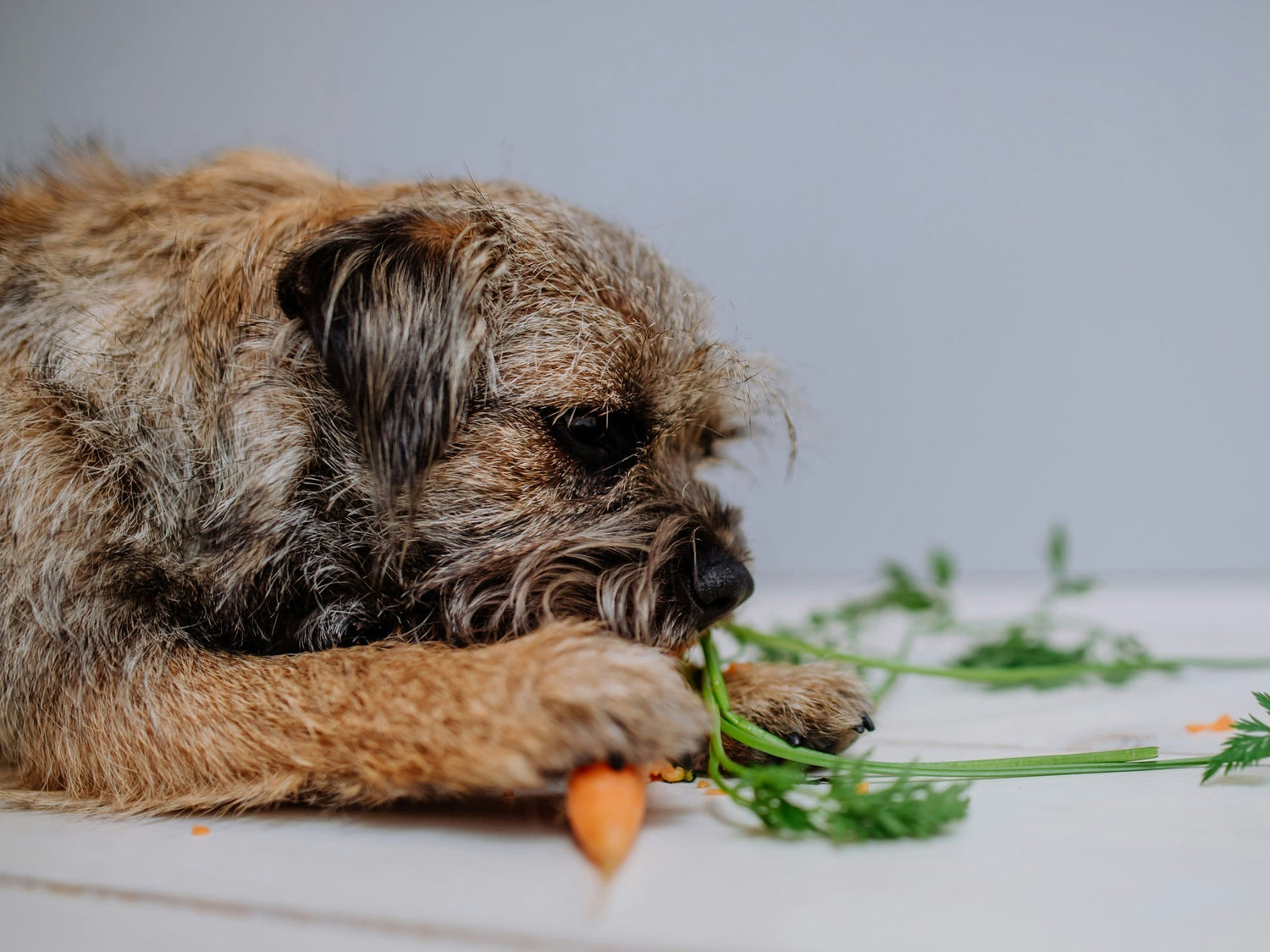 Morosche Möhrensuppe für Hunde – bewährte Hilfe für die Gesundheit