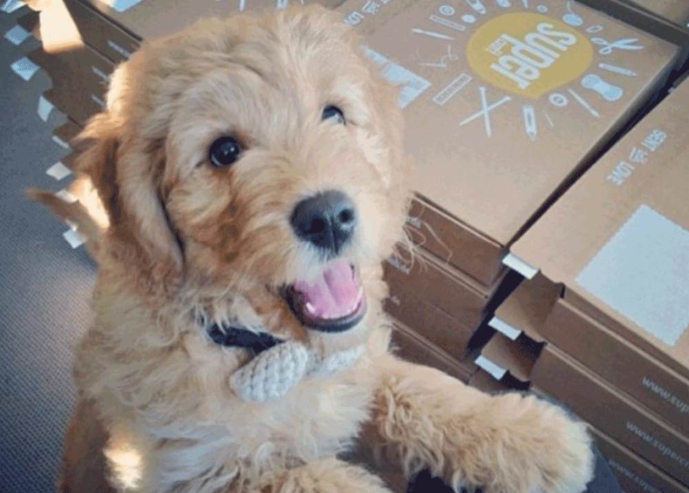 supercraft Timeline Flip