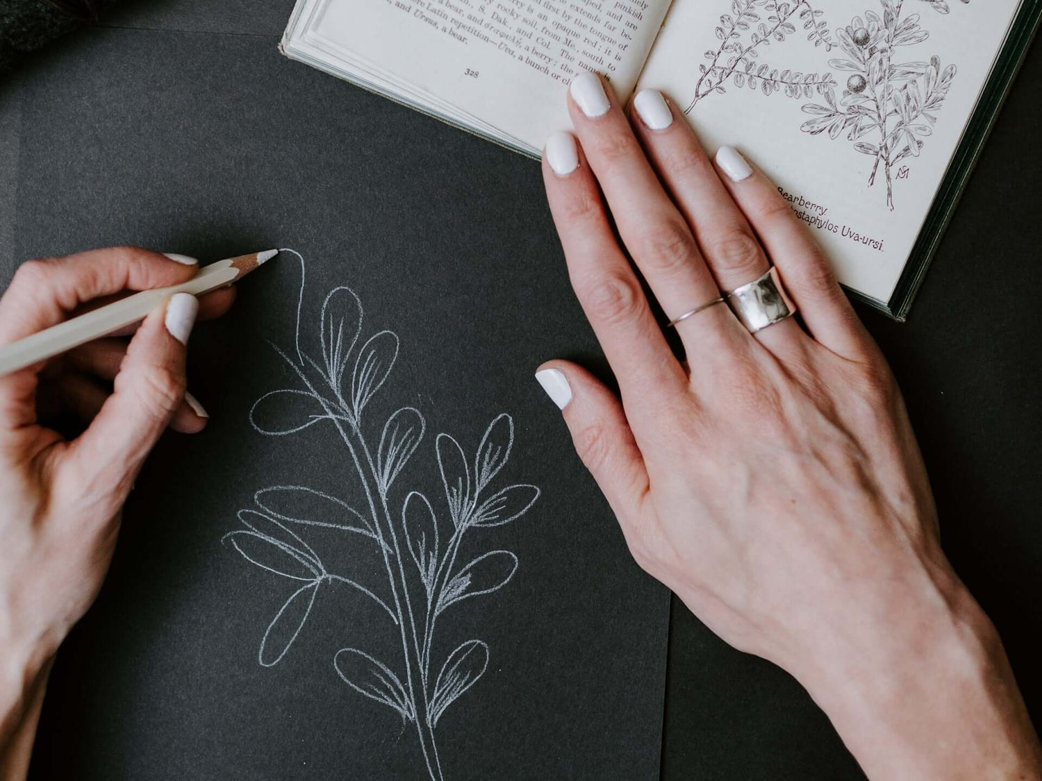 DIY-Workshop: Botanisch zeichnen – Pflanzen mit dem Stift entdecken