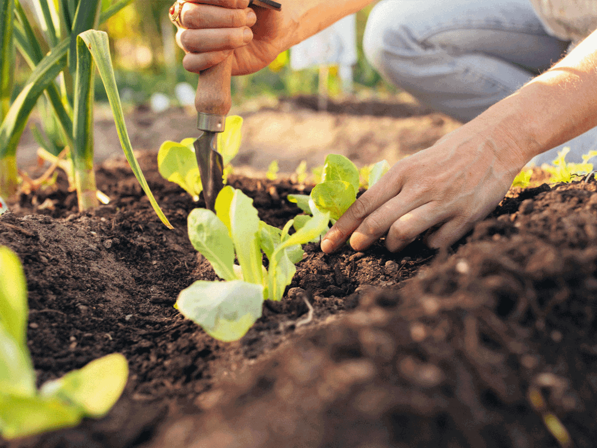 Gartenarbeit als Superkraft. Wieso wühlen wir so gerne in der Erde?, supercraft, mentale Gesundheit, Kreativtherapie, Frühling, Sommer, Herbst, eigener Garten, Balkon