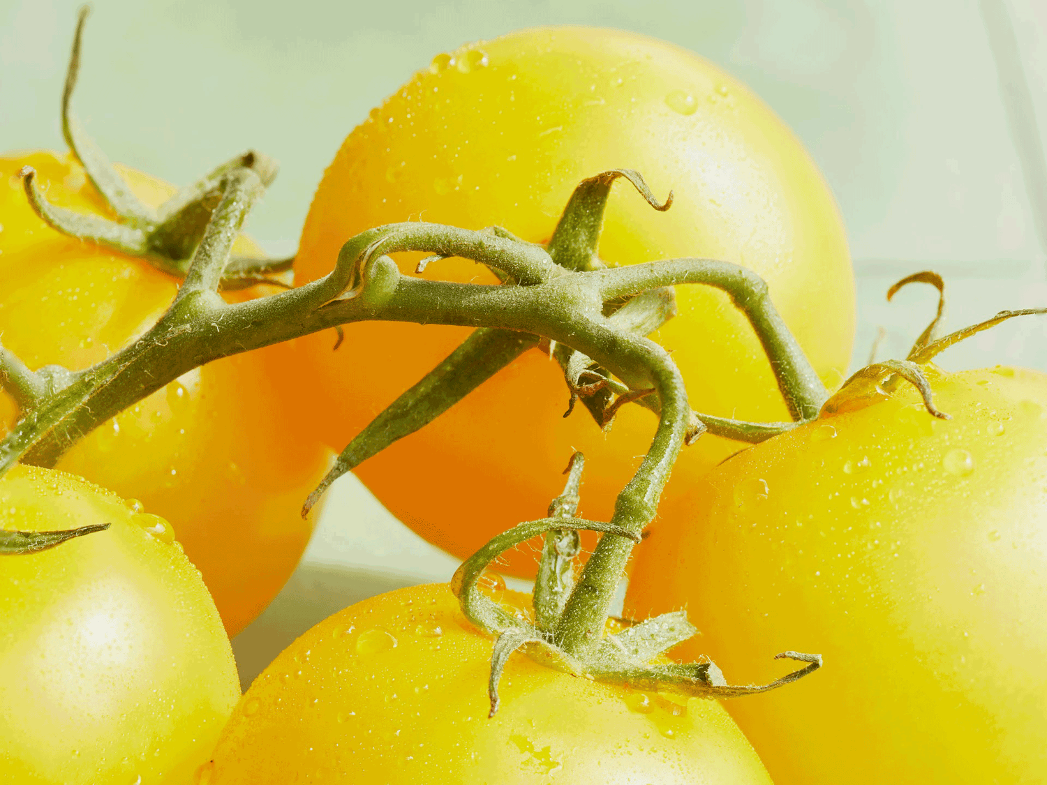 Darf ich vorstellen: Die Geschichte der Tomate und was wie alles kreatives mit ihr anstellen können