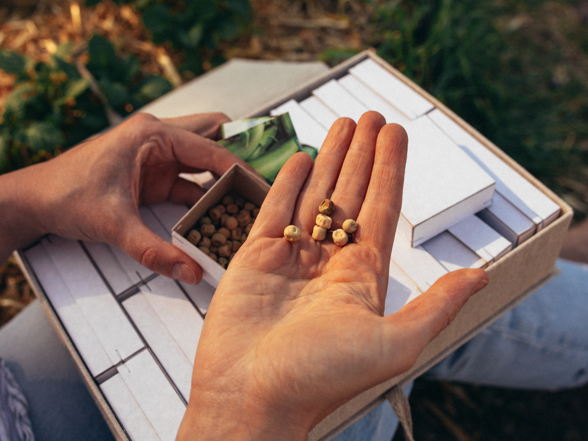 Praktische Helfer: Deine handgemachte Saatgut-Box, Saatgut aufbewahren, Samen sortieren, schön verstaut, dein Gartenjahr, Samen pflücken und aufheben